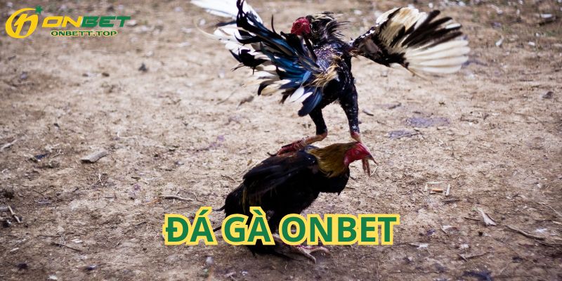 Sân chơi chọi kê ONBET cuốn mọi người chơi