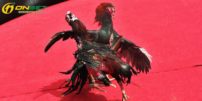 Vào sảnh cực cuốn, bắt kèo mượt